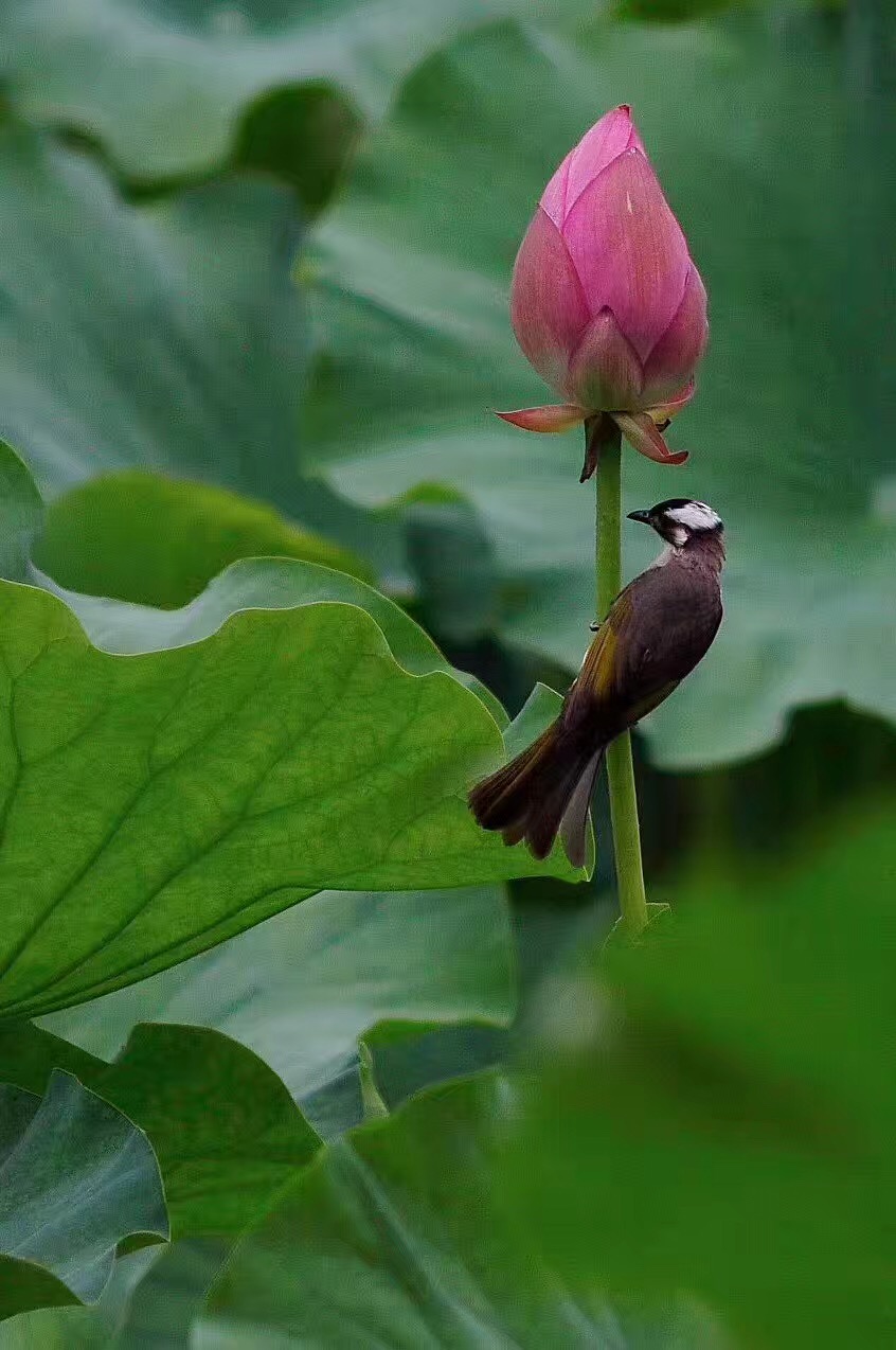 新都升庵桂湖
